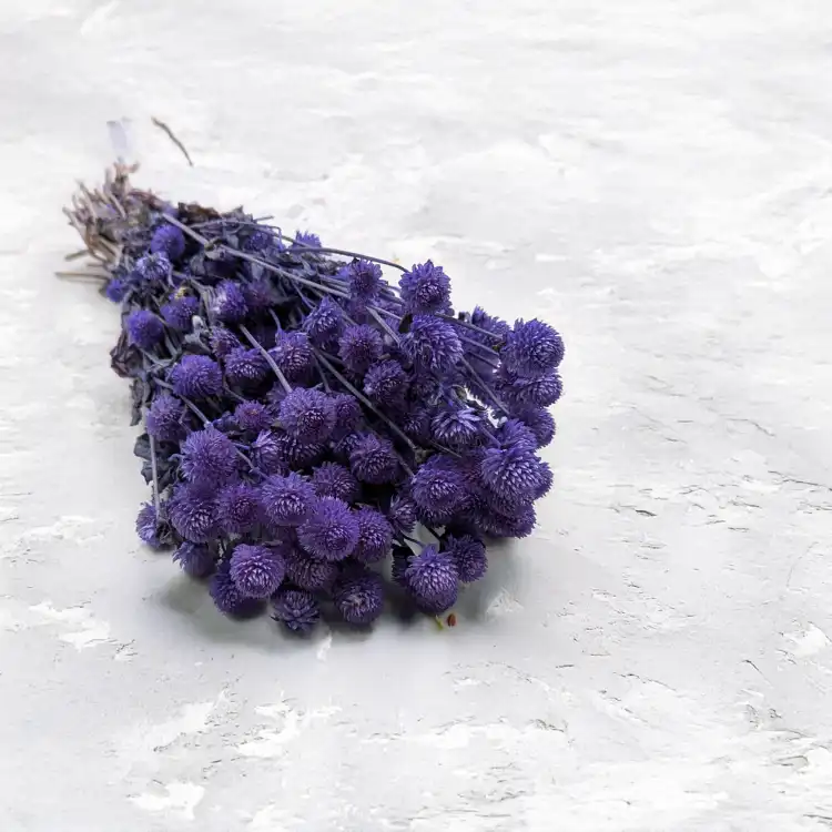 Gomphrena lawendowa.png