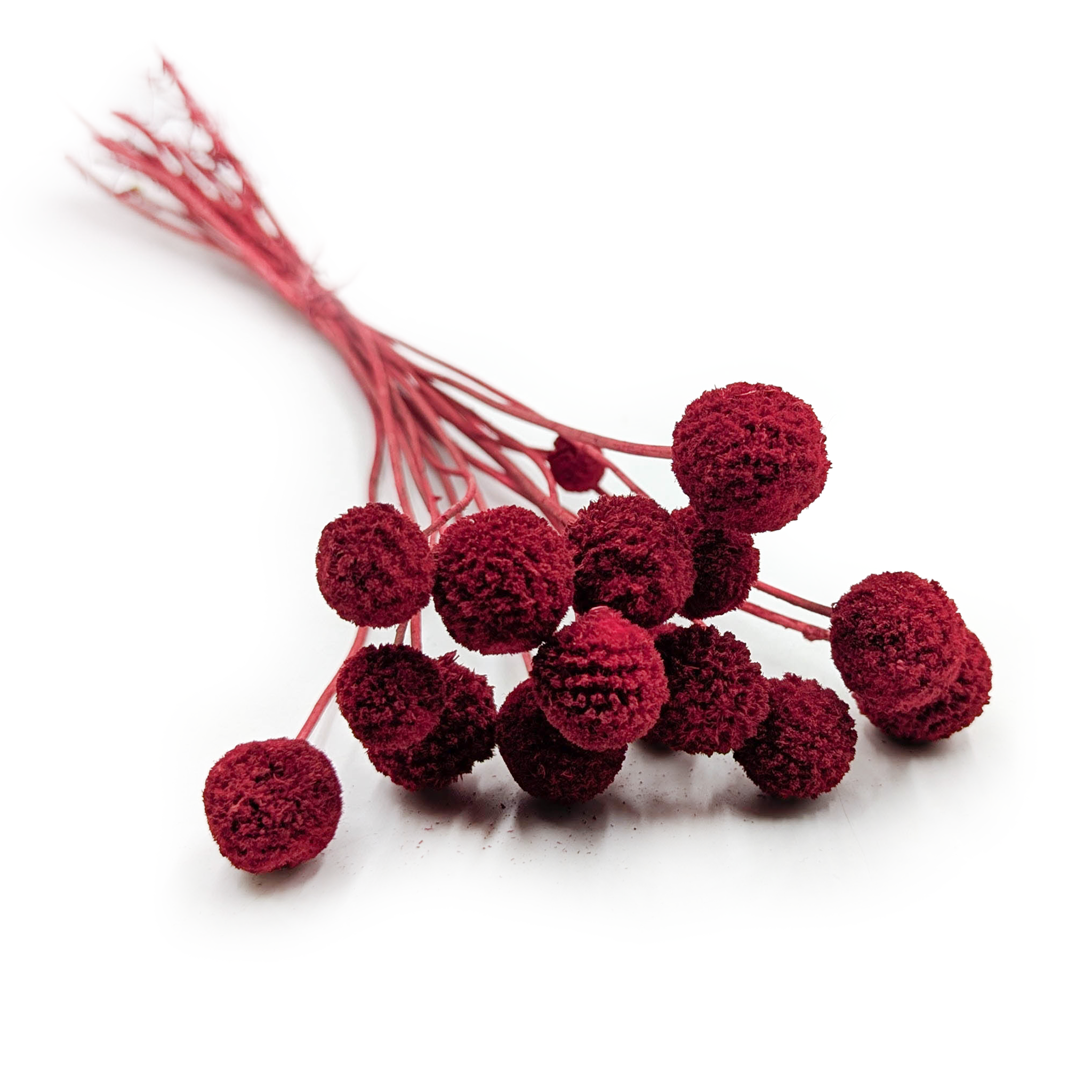 Craspédia Séchée (Craspedia Extra) – Rouge – Bouquet de 15 tiges