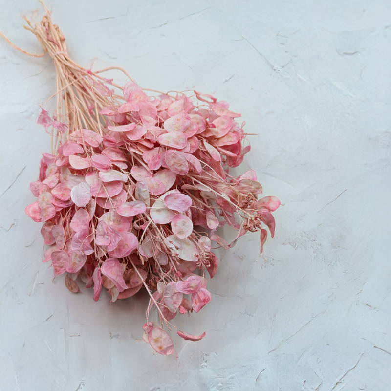 Lunaria IT różowa.png