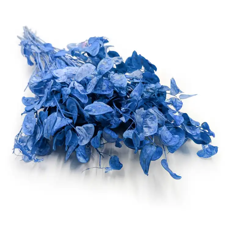 Lunaria NiebieskaIT suszona.png