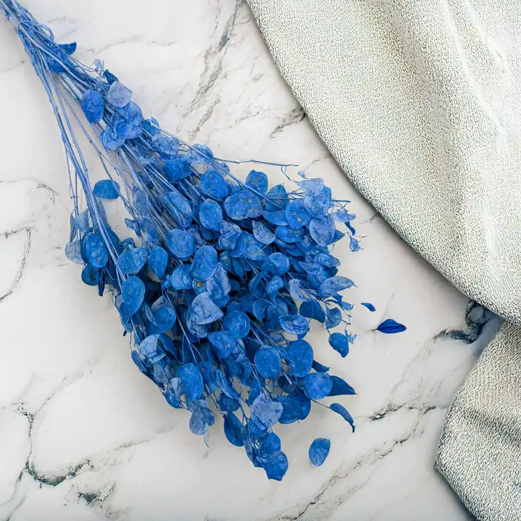 Lunaria IT niebieska 1.png