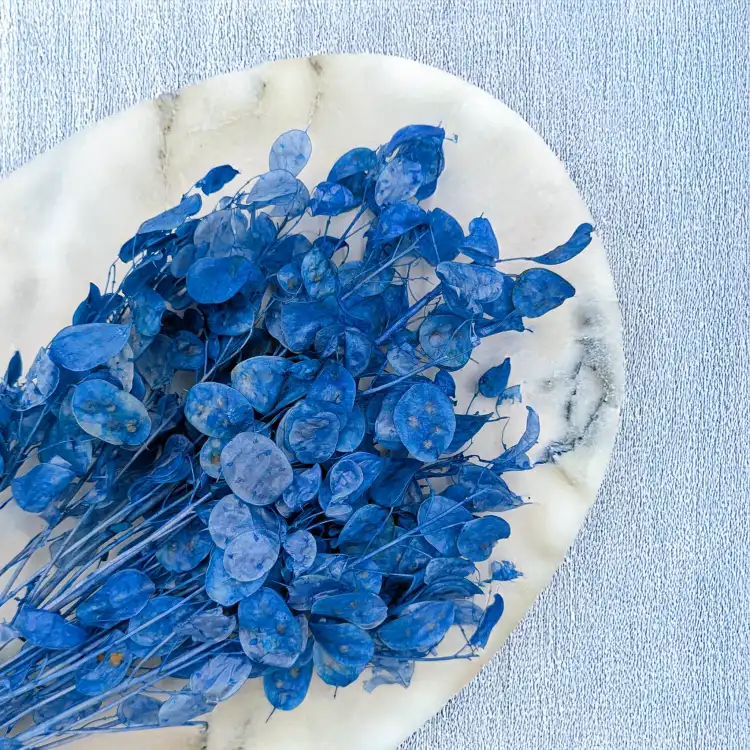 Lunaria IT niebieska 2.png