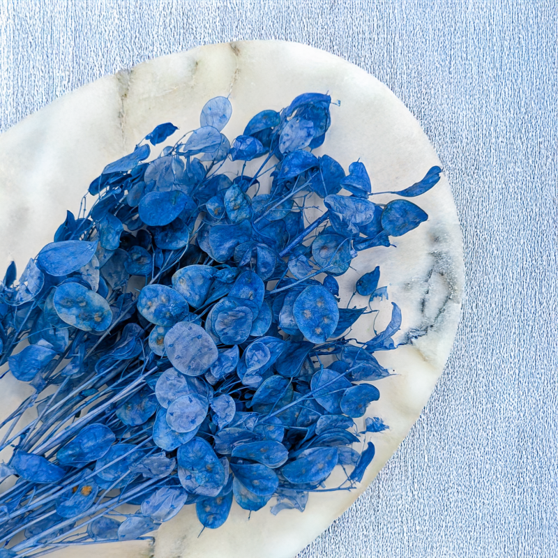 Lunaria IT niebieska 2.png