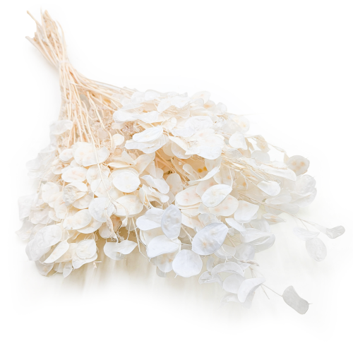 Lunaria Bielona IT suszona.png