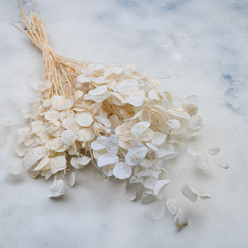 Lunaria IT bielona.png