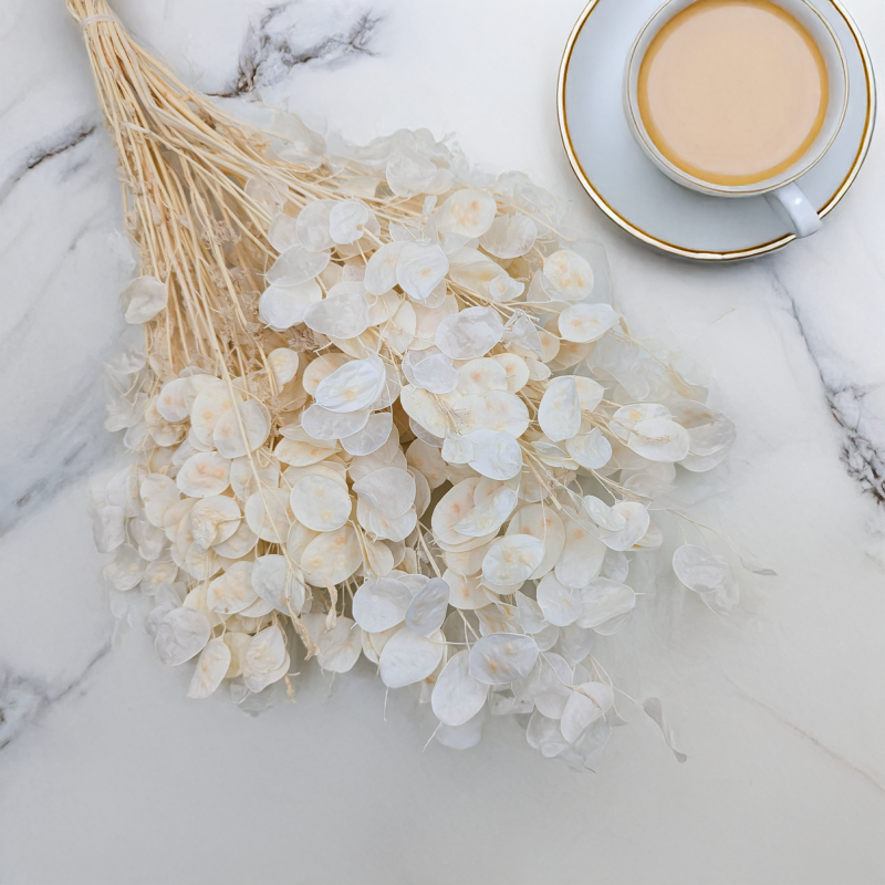 Lunaria IT bielona 1.png