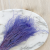 Stipa lawendowa 2.png