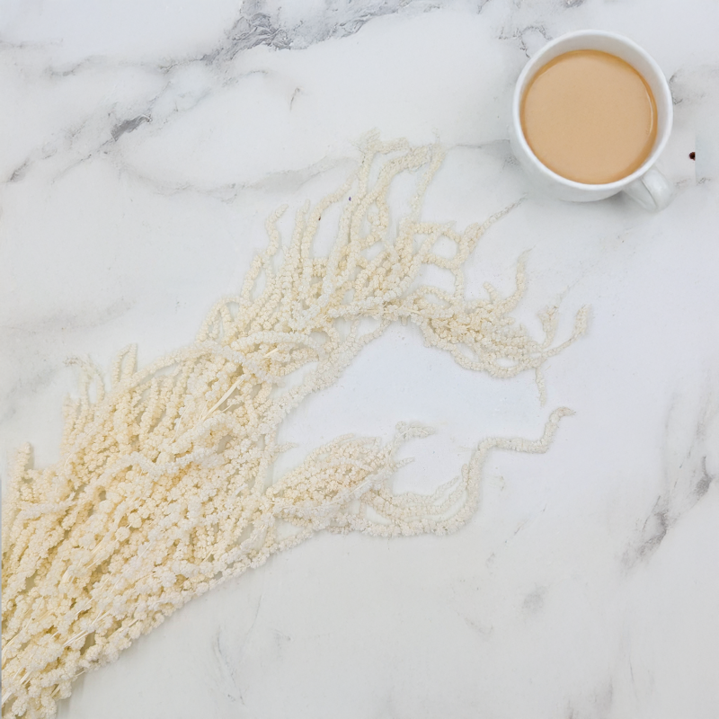 Szarłat biały 2.png