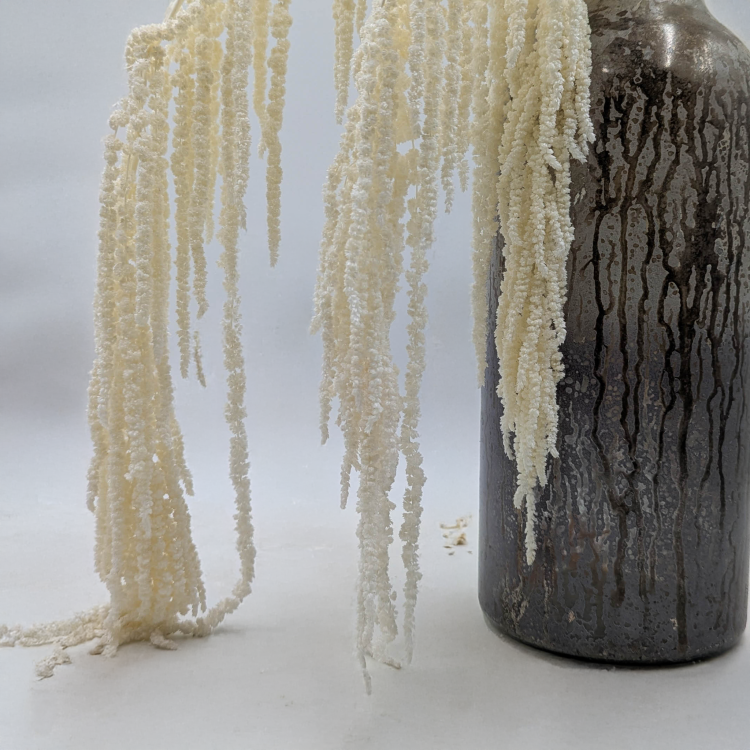 Szarłat biały 4.png