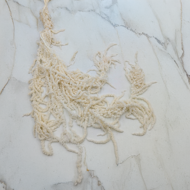 Szarłat biały 1.png