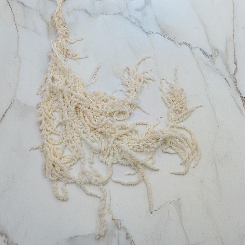 Szarłat biały 1.png