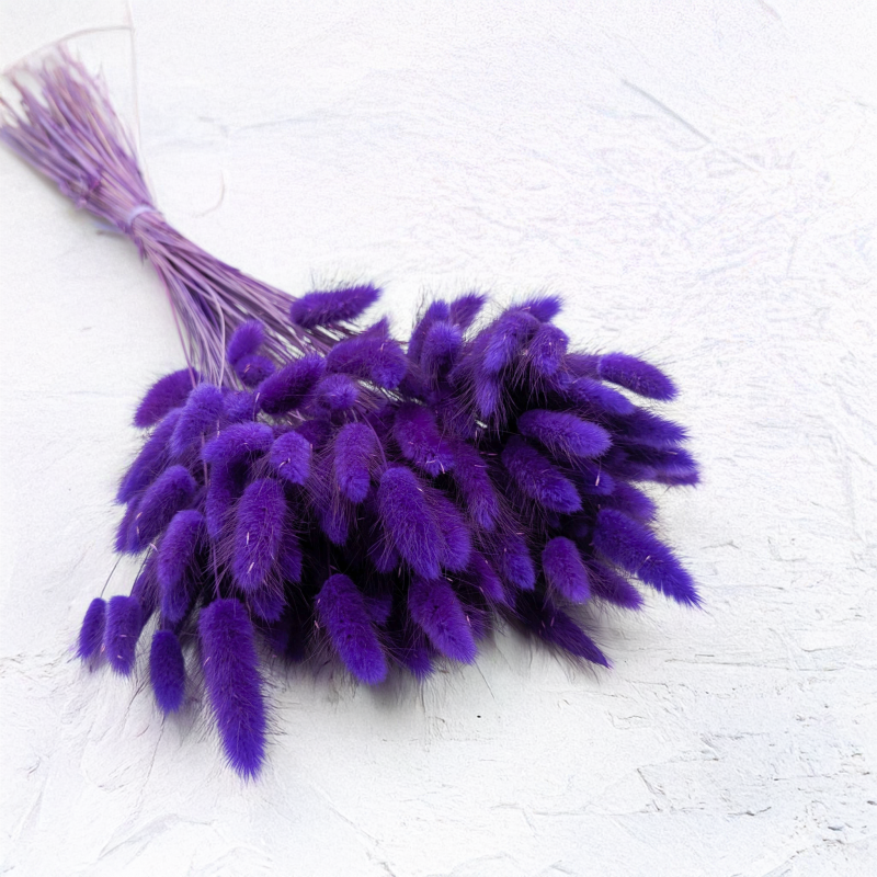 Lagurus fioletowy.png