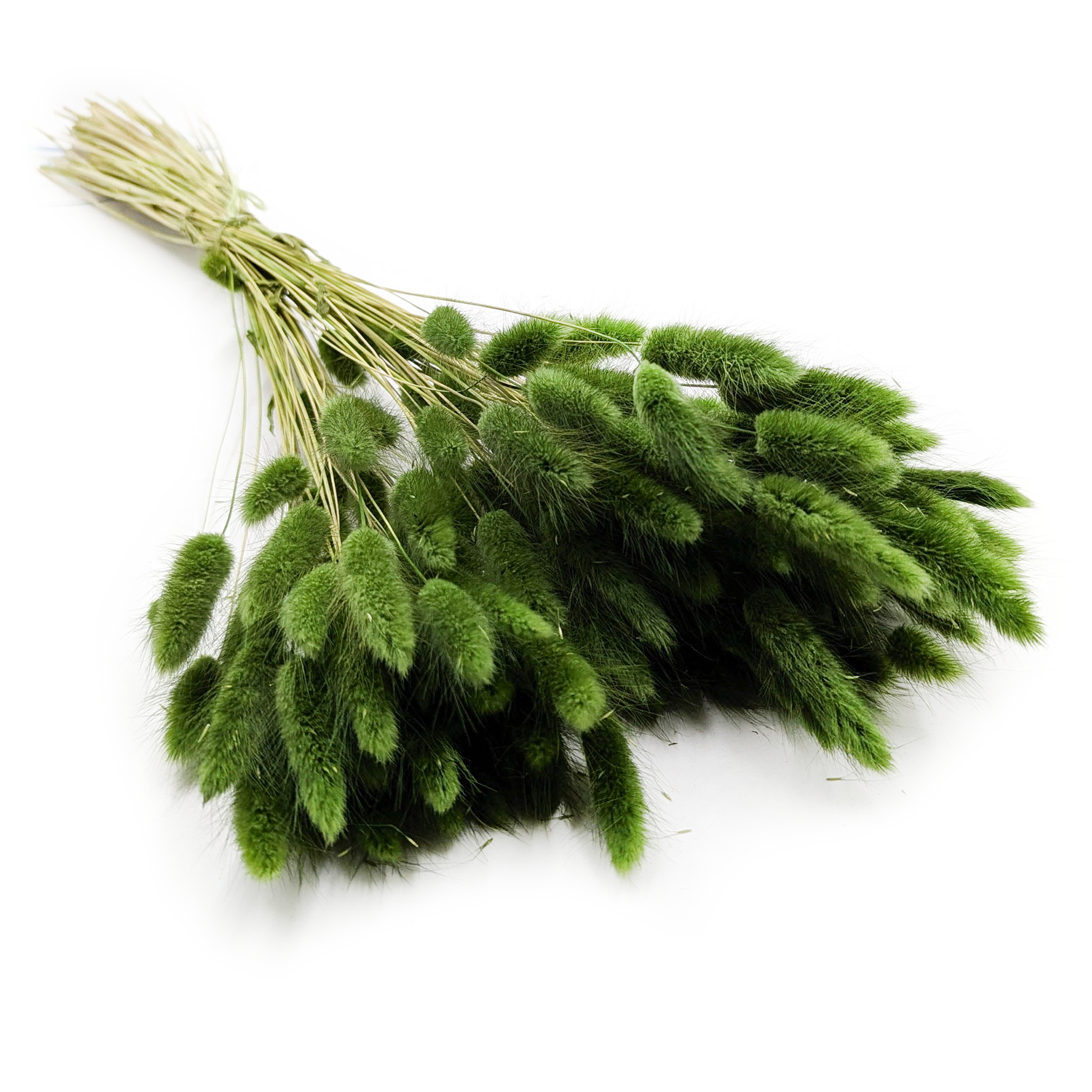 Lagurus séché – Queue-de-lièvre – Vert Foncé