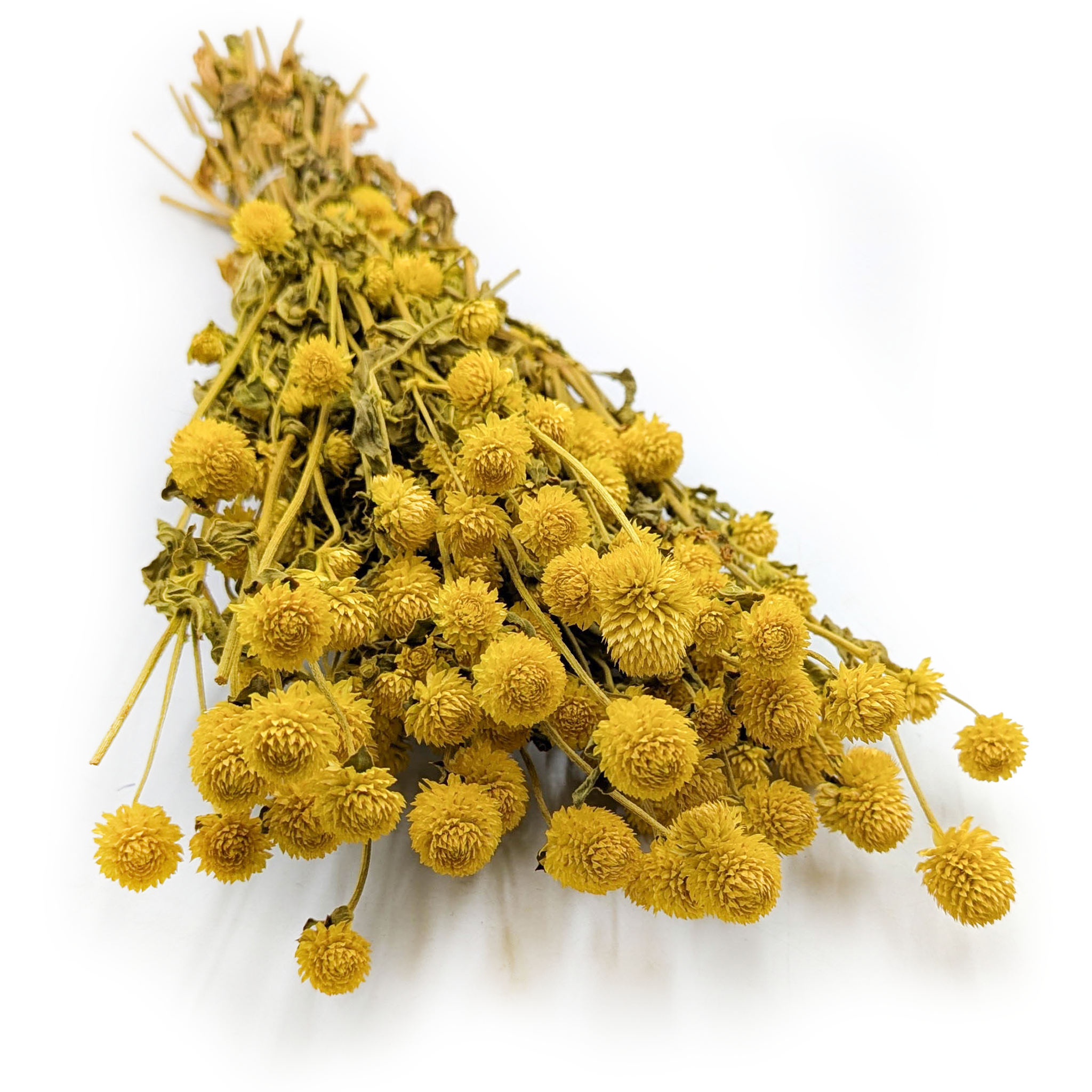 Gomphrena Globosa Séchée – (Bouton de Globe) – Jaune