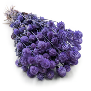 Gomphrena Globosa Séchée – (Bouton de Globe) – Lavande