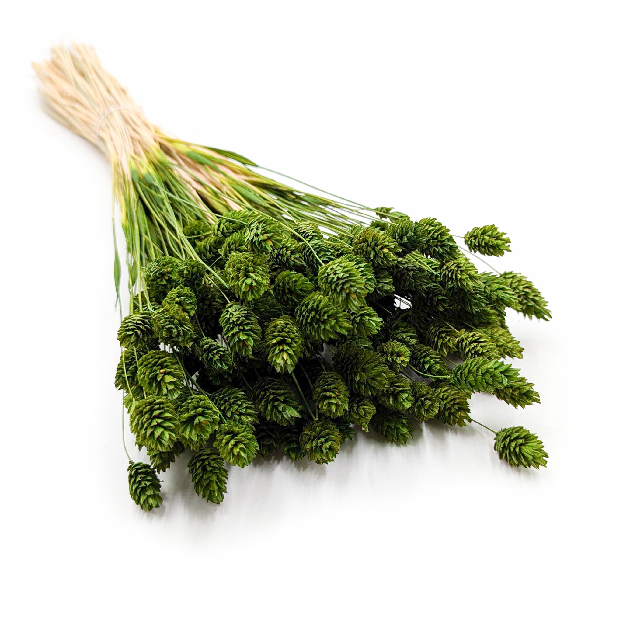 Phalaris séché – Vert Olive