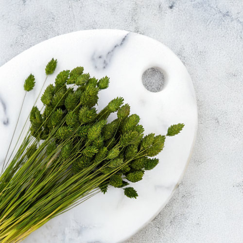 Kanar Oliwkowy 2.png