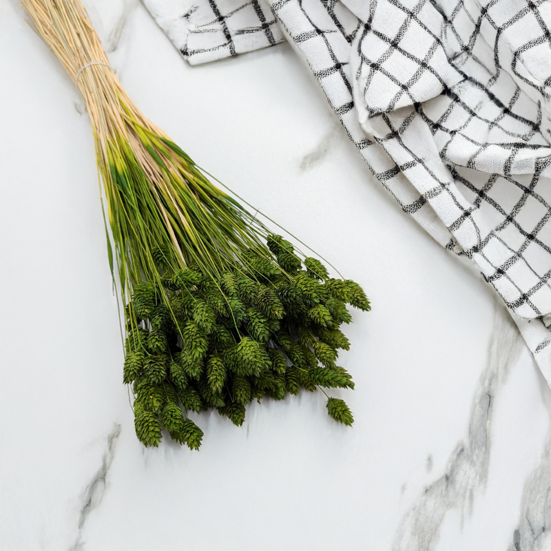 Kanar Oliwkowy 1.png