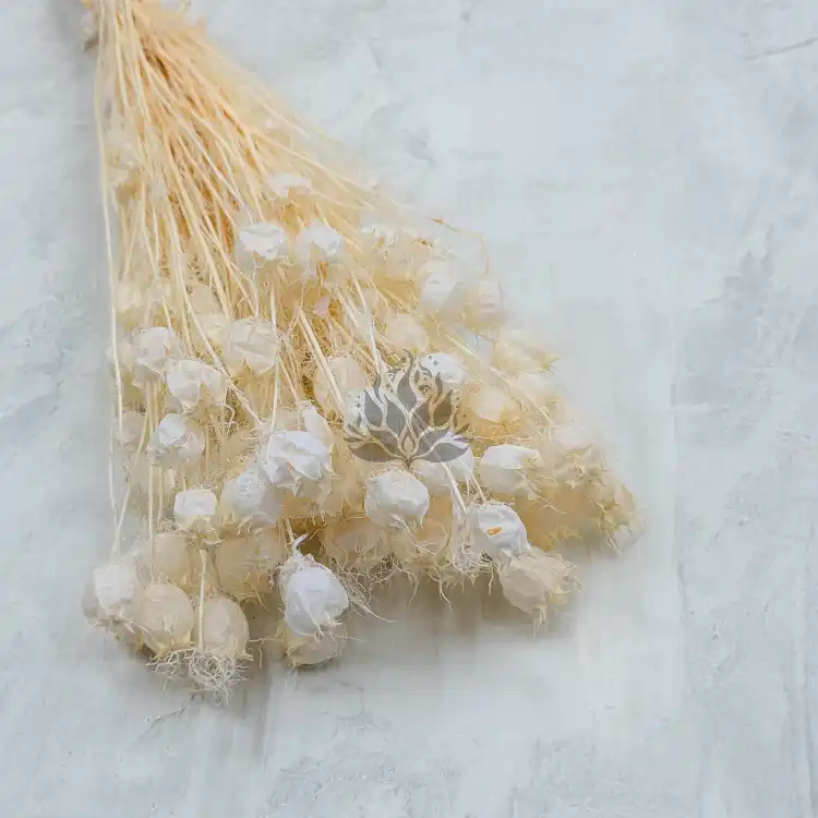 Nigella bielona.png