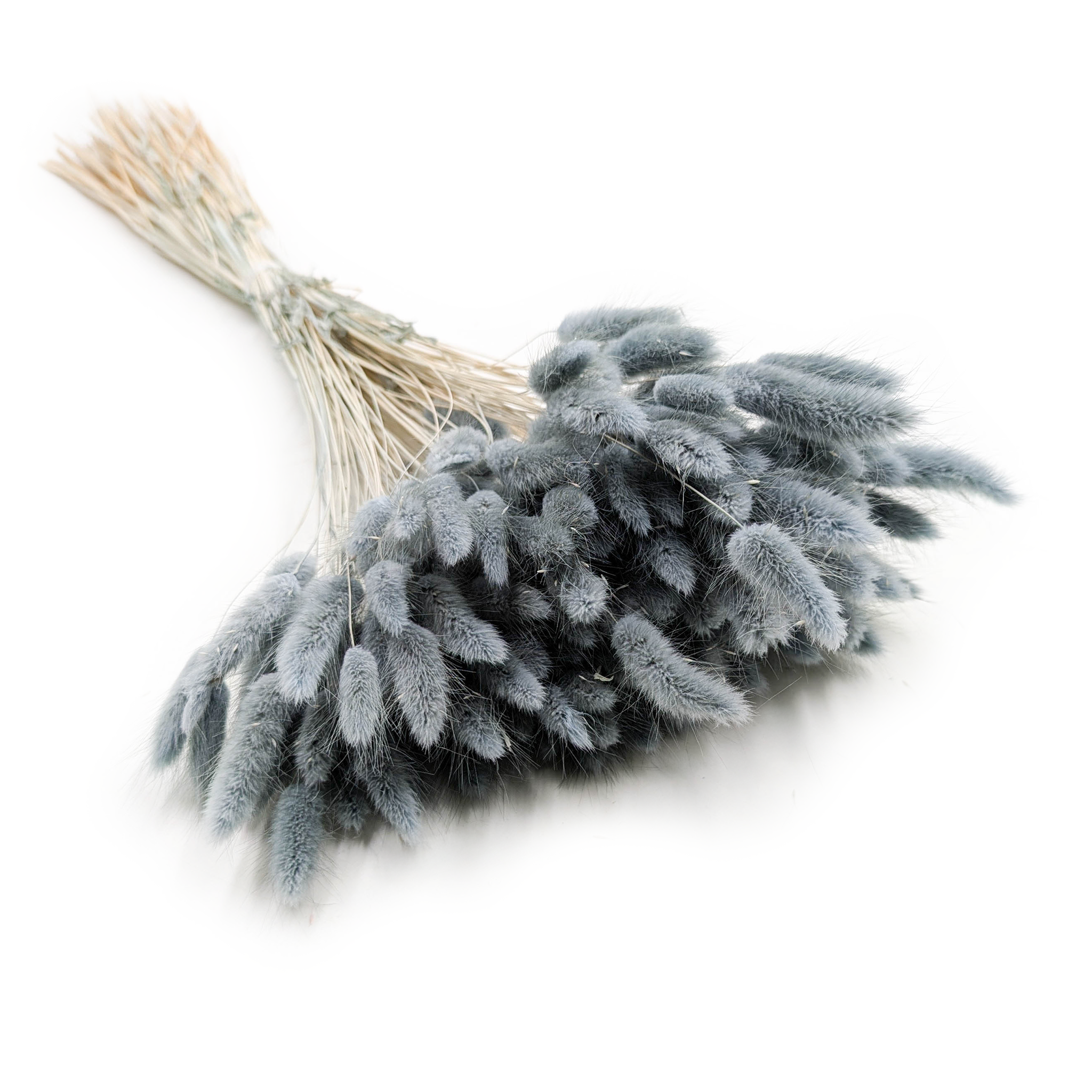 Lagurus séché – Queue-de-lièvre – Gris Perle