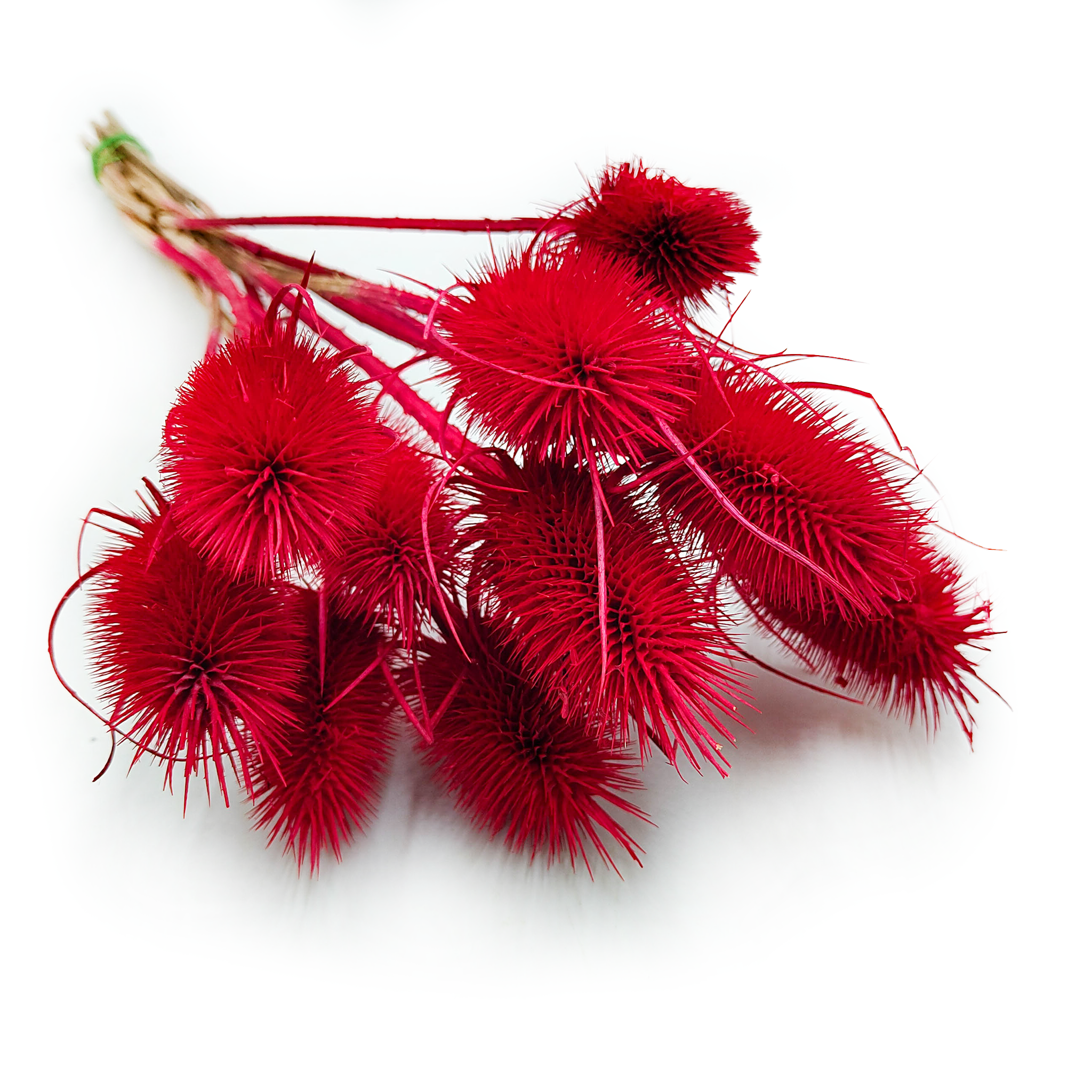 Chardon séché - (Dipsacus) - Rouge