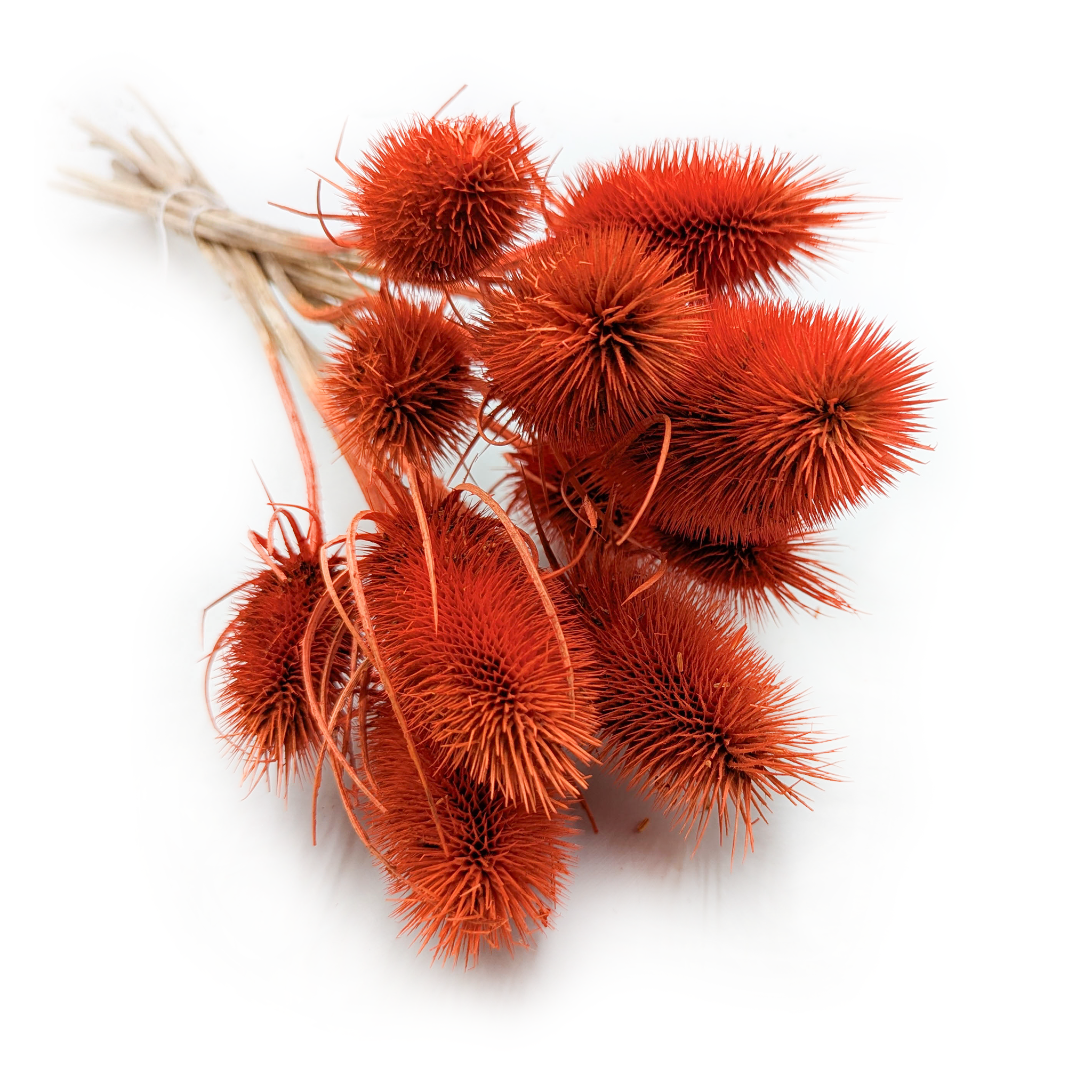 Chardon séché - (Dipsacus) - Orange