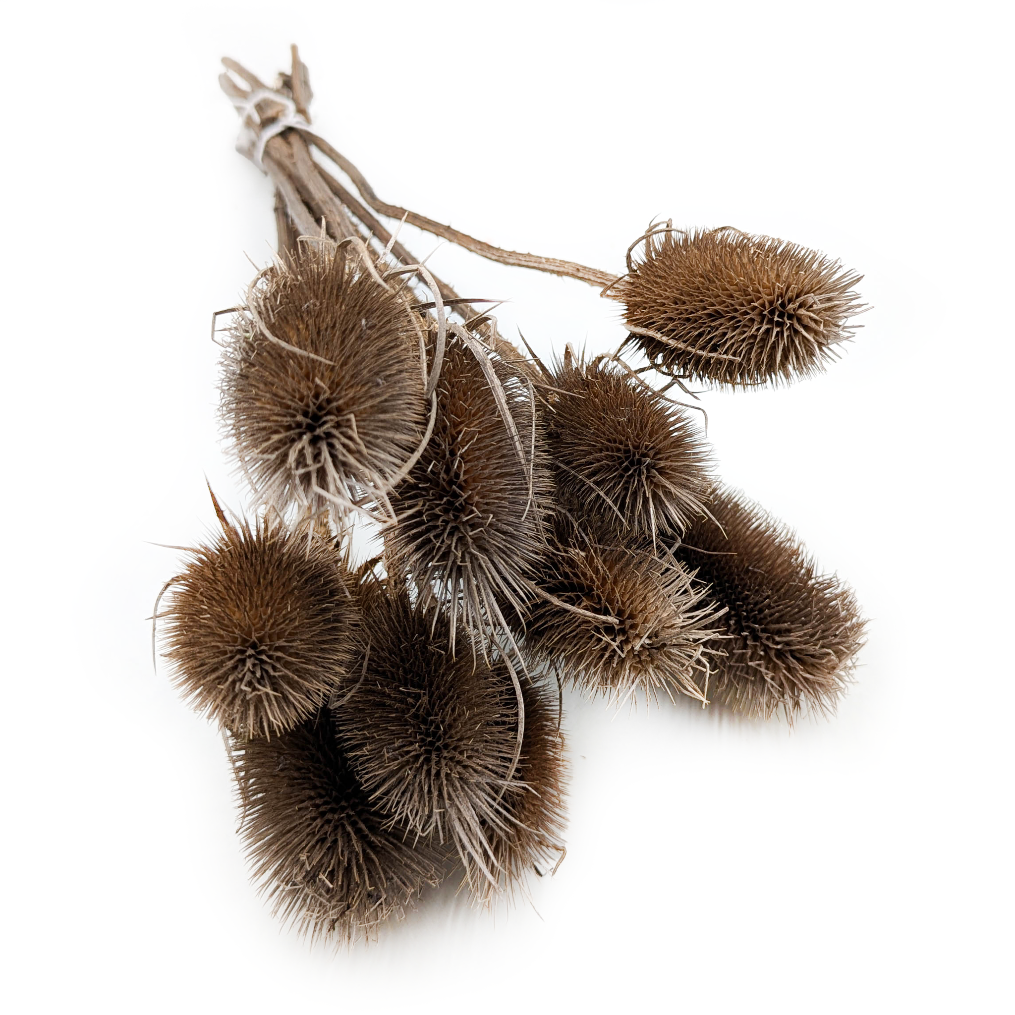 Chardon séché – (Dipsacus) – Brun
