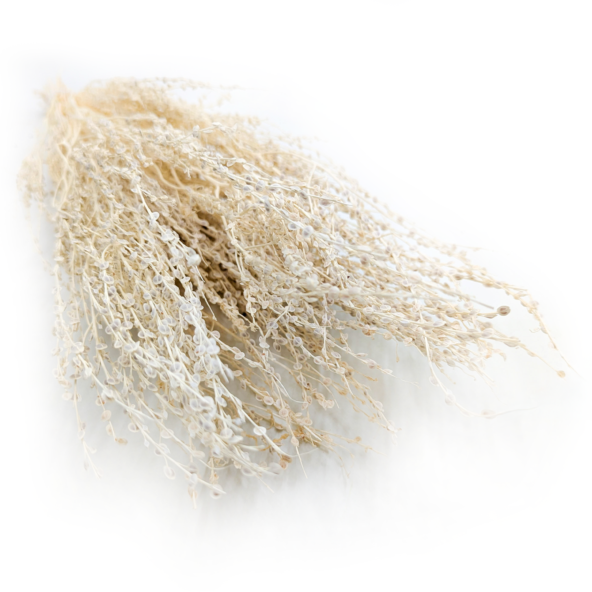 Lepidium (Lepidium sativum) – Blanchi