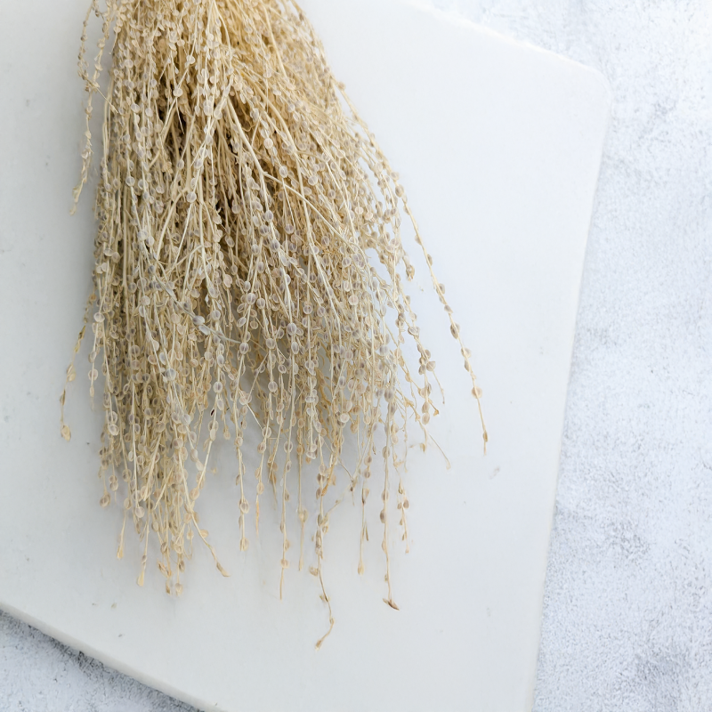 Lepidium Bielone Suszone 2.png