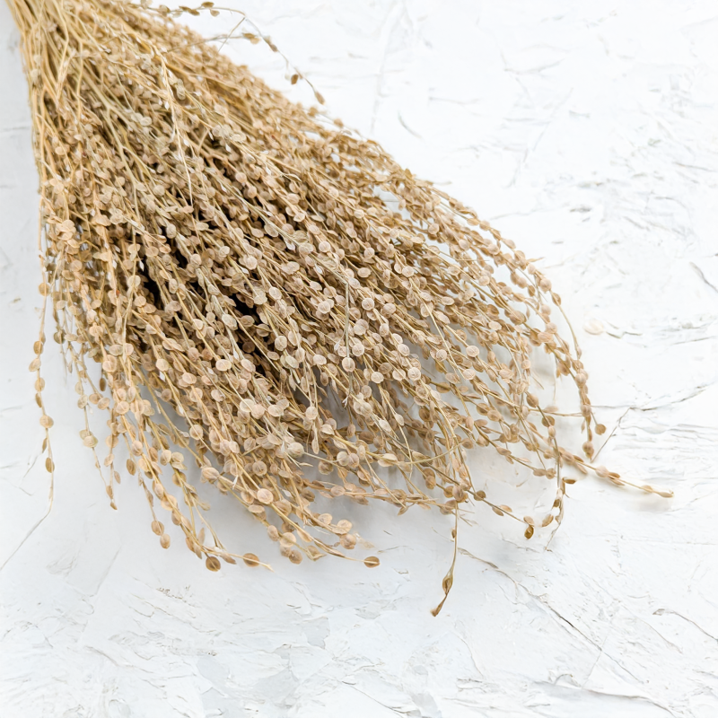 Lepidium Naturalne Suszone 6.png