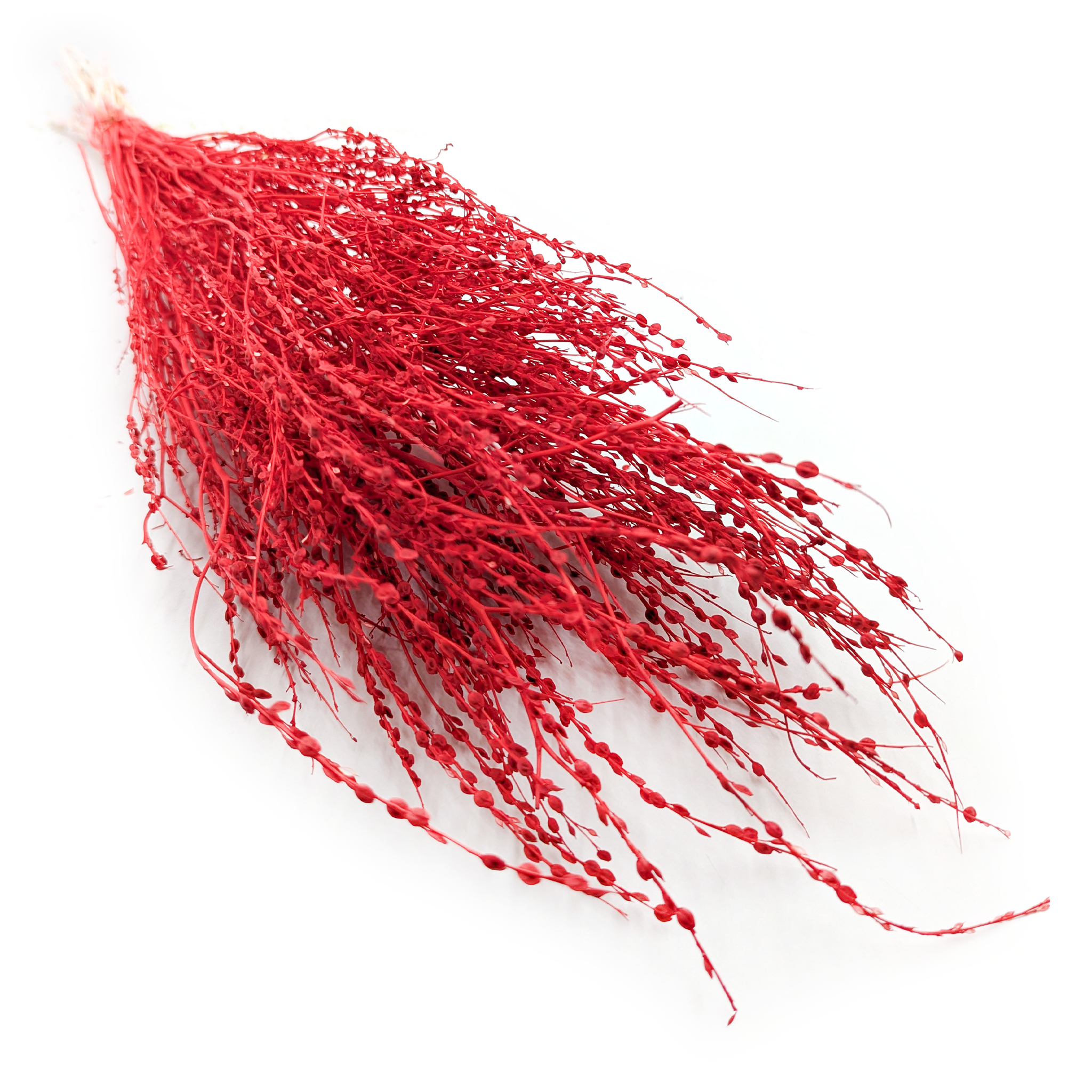 Lepidium séché – (Lepidium sativum) – rouge