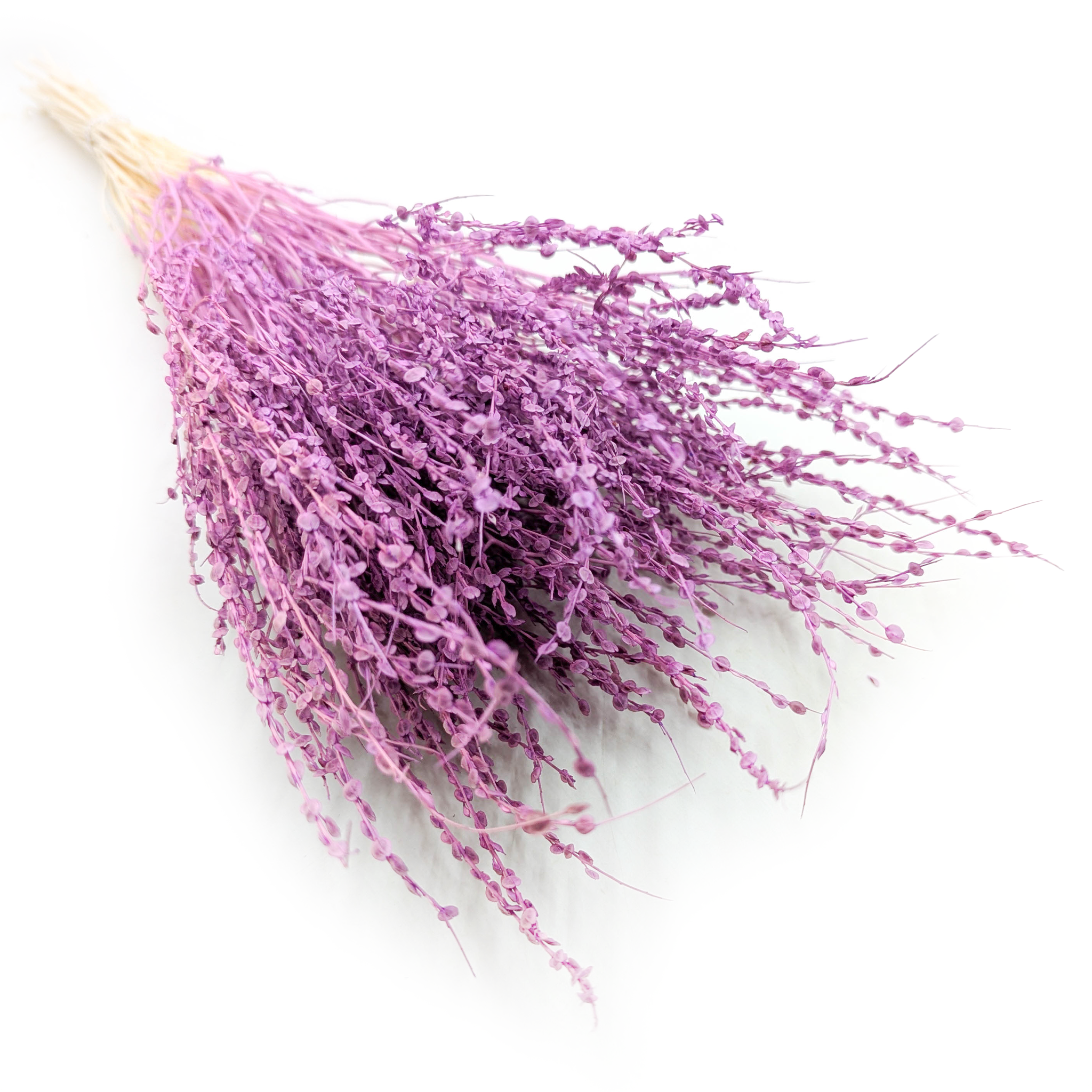 Lepidium séché – (Lepidium sativum) – violet