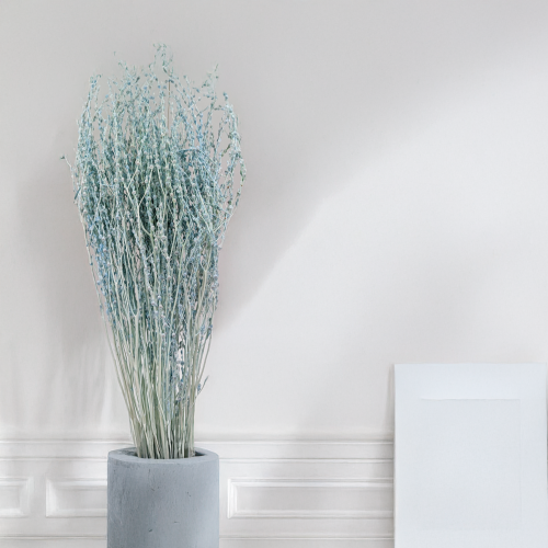 Lepidium miętowe suszone.png