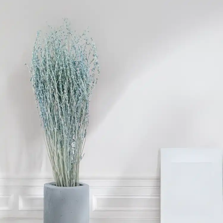 Lepidium miętowe suszone.png
