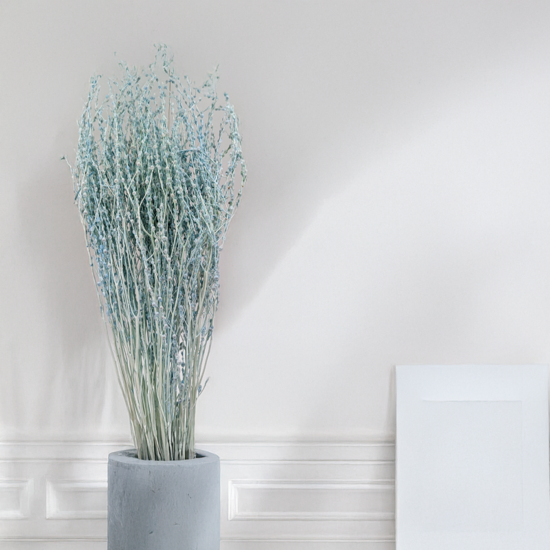 Lepidium miętowe suszone.png