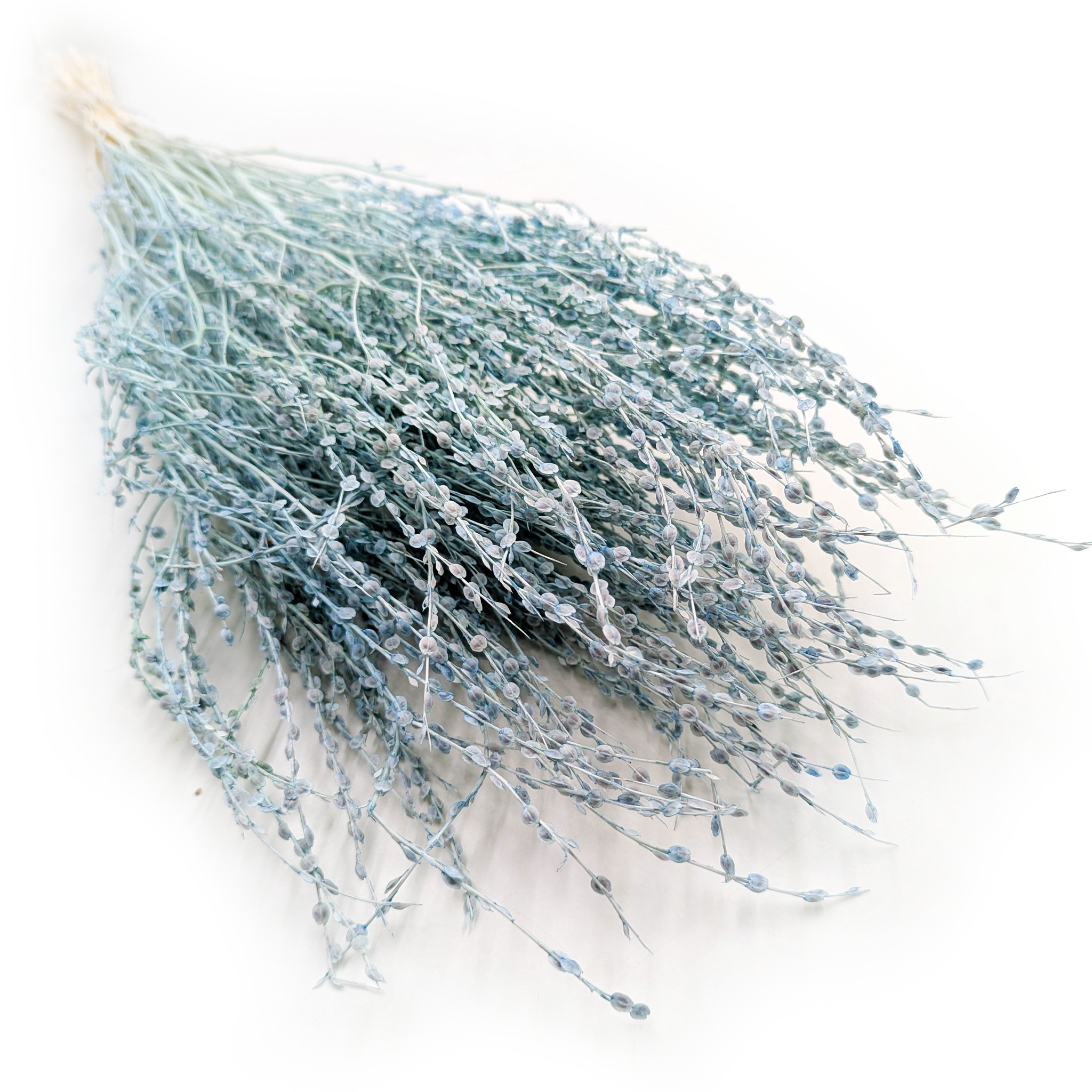 Lepidium séché – (Lepidium sativum) – menthe