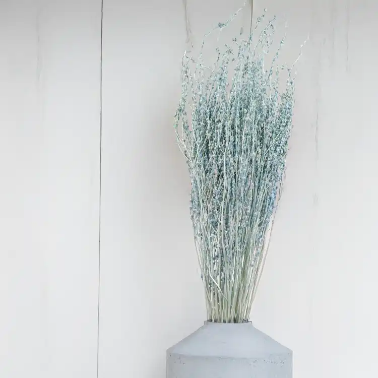 Lepidium miętowe suszone 1.png