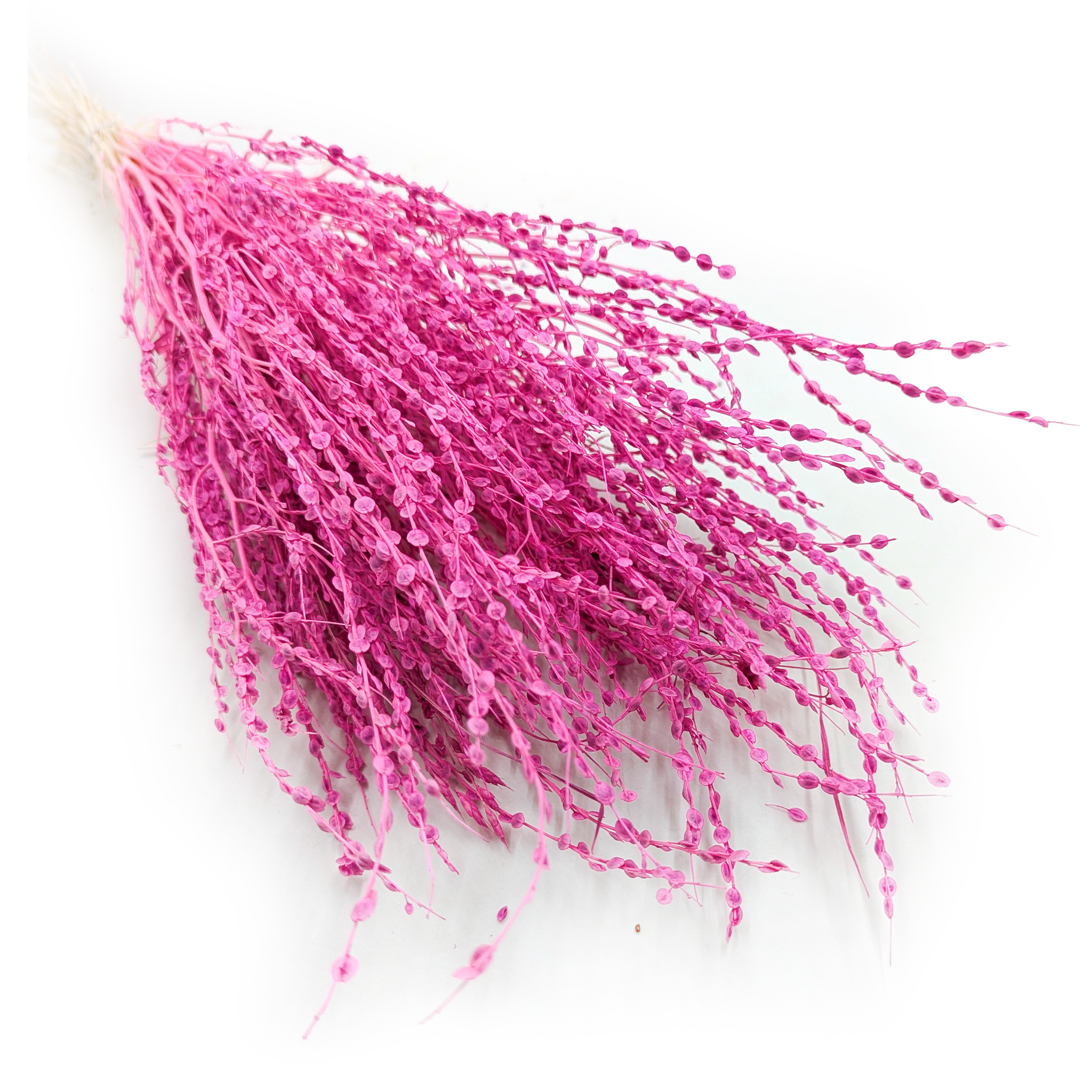 Lepidium (Lepidium sativum) – Fuchsia