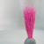 Lepidium Fuksja Suszone 1.png