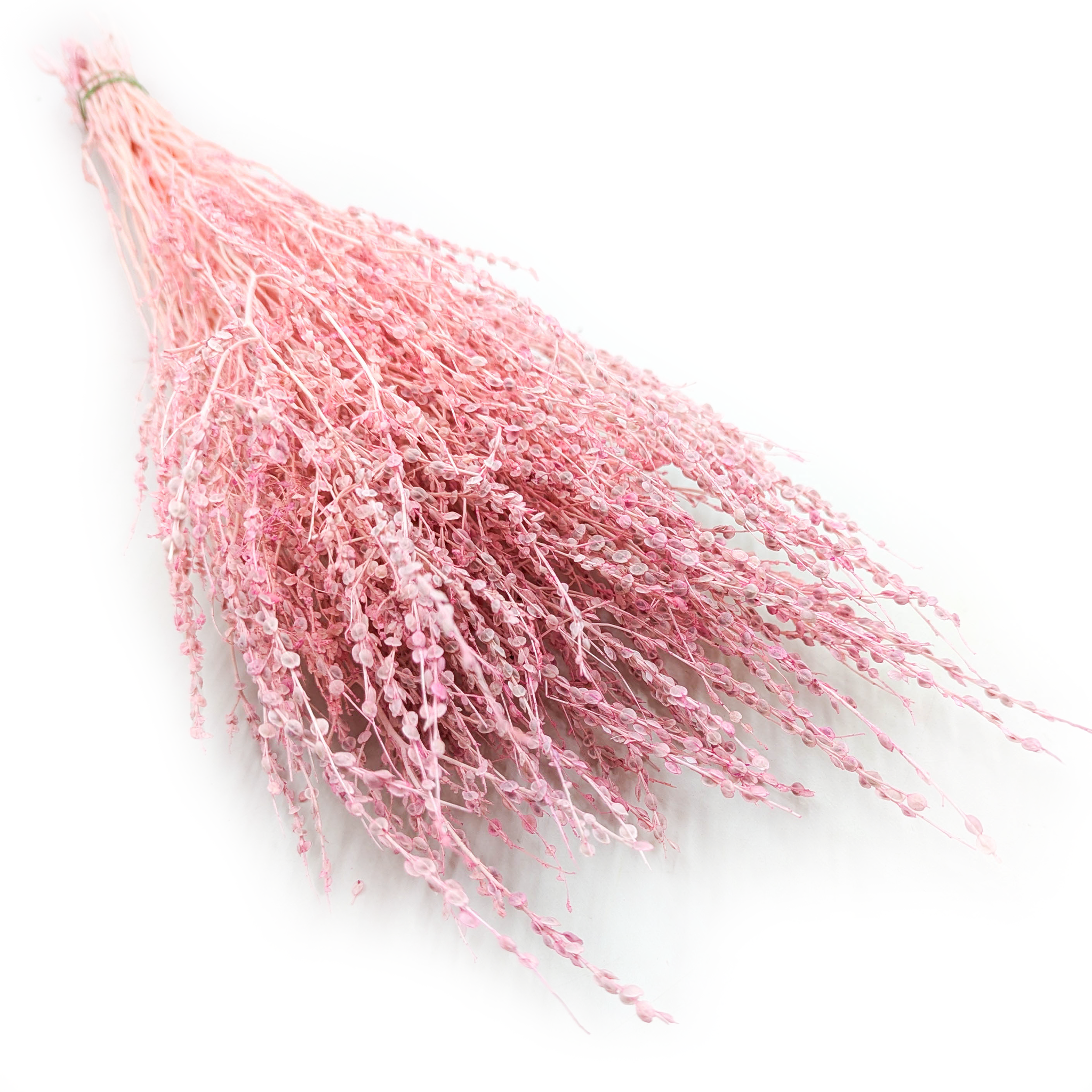 Lepidium séché – (Lepidium sativum) – rose