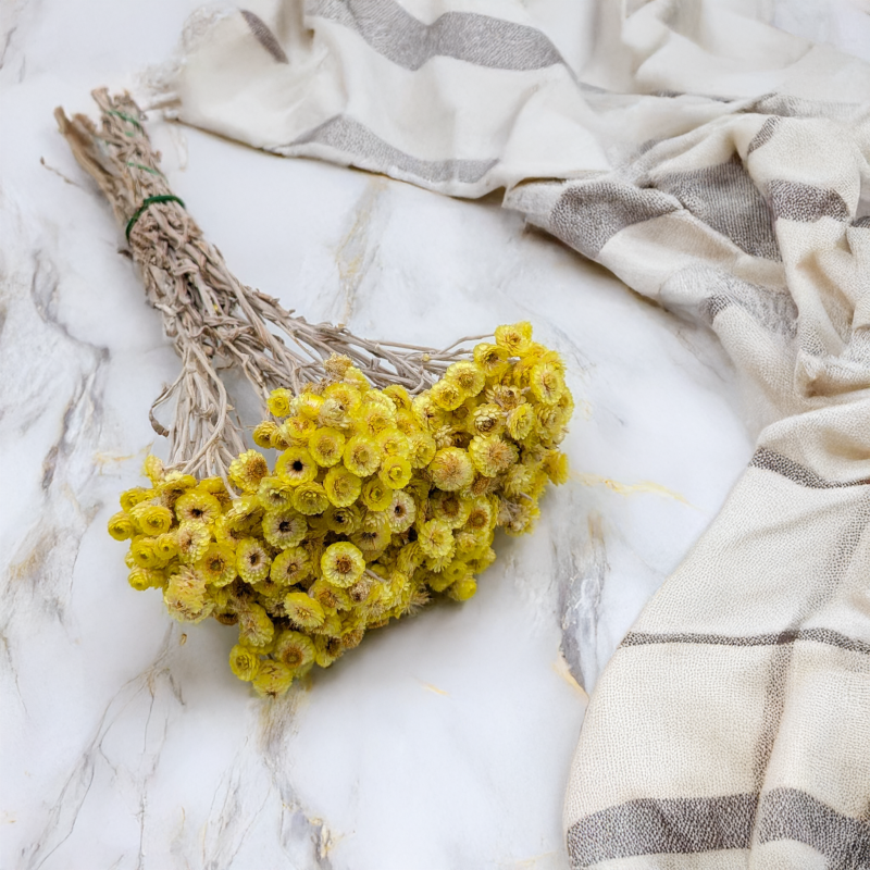 Kocanka włoska żółta 1.png