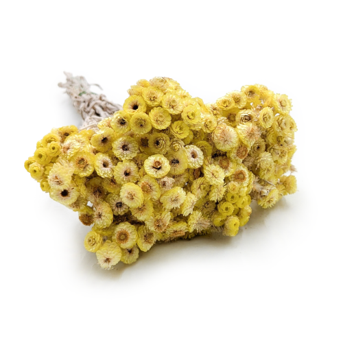 Kocanka włoska suszona żółta.png