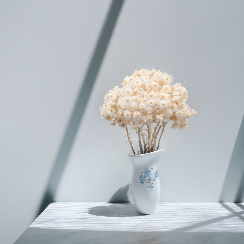 Kocanka włoska biała 5.png