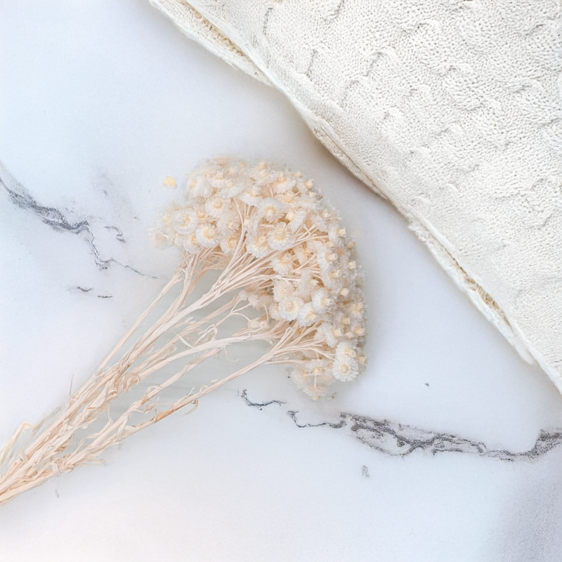 Kocanka włoska biała 4.png