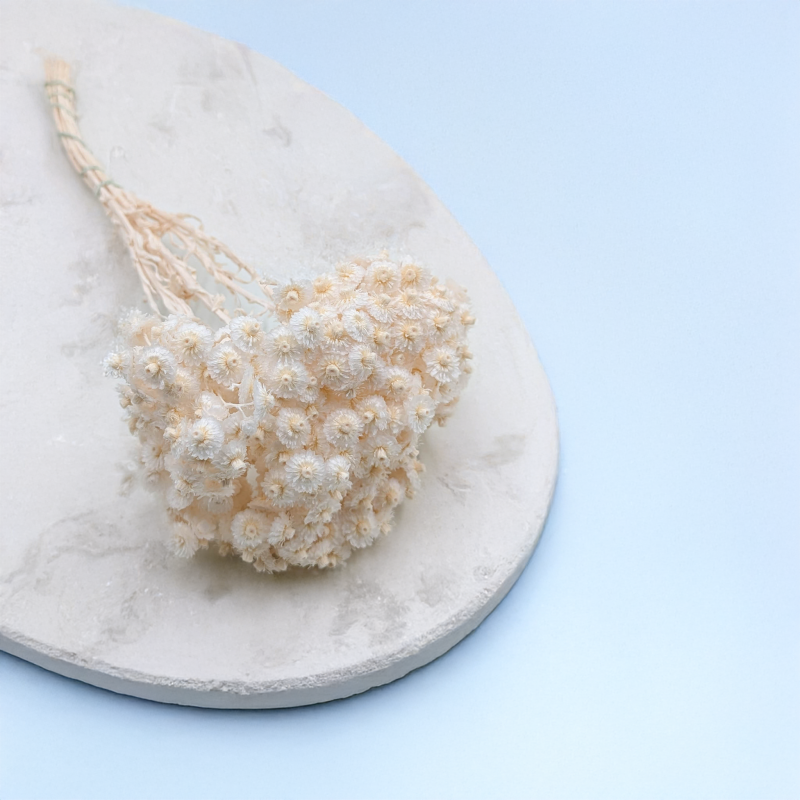 Kocanka włoska biała 2.png