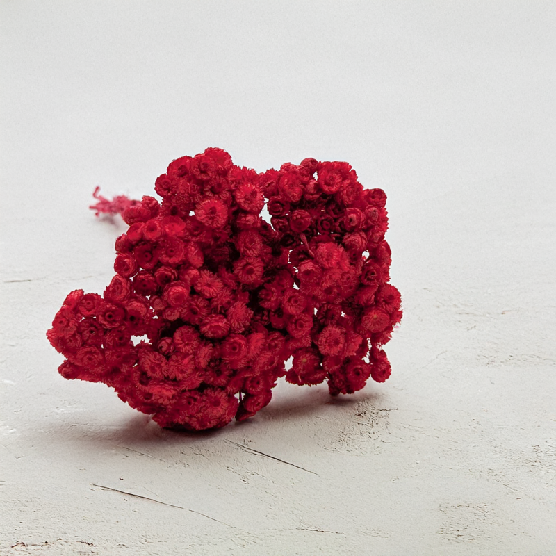 Kocanka włoska czerwona.png