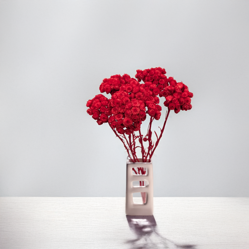 Kocanka włoska czerwona 3.png