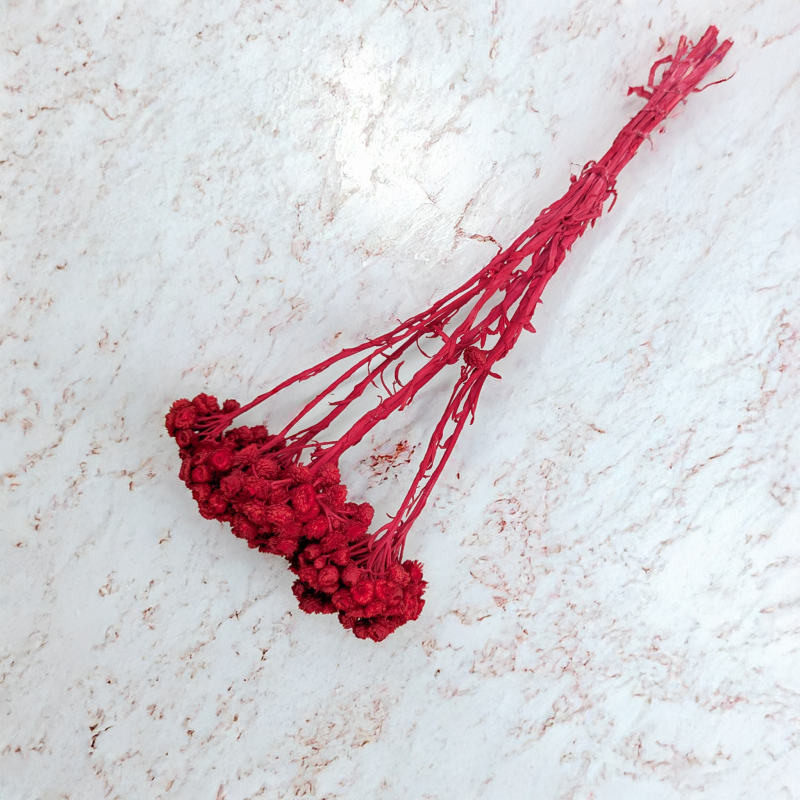 Kocanka włoska czerwona 2.png