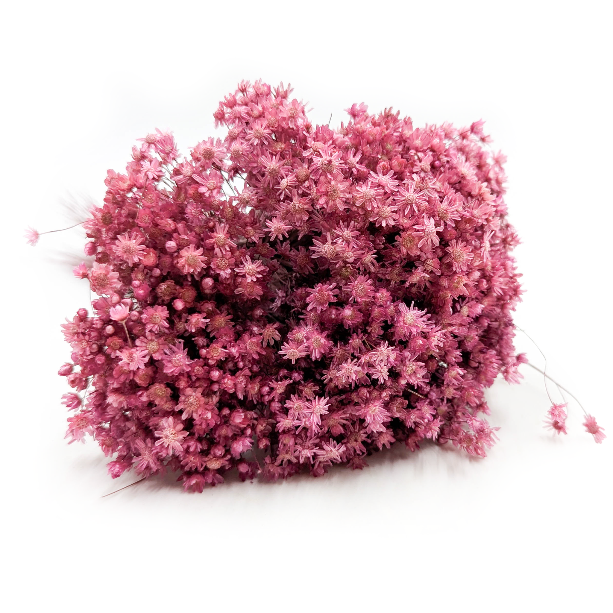 Glixia Séchée – (Glixia Marcela) – Fuchsia