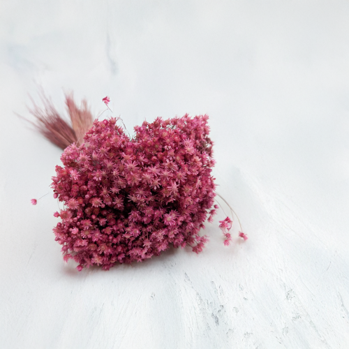 Glixia Marcela fuksja.png